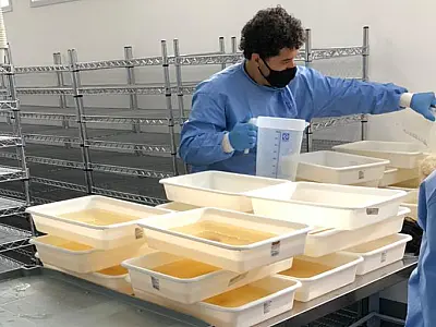 Método Wolbachia avança para a quarta fase em Campo Grande