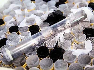 Ovos de Aedes Aegypti infectados com bactéria pretendem diminuir epidemia de dengue na capital