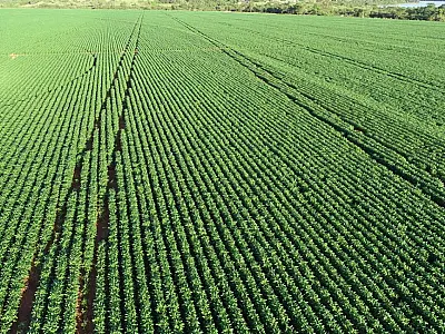 Mato Grosso do Sul tem 14 municípios entre os 100 maiores do agronegócio no Brasil