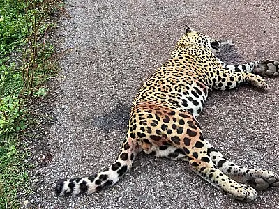 No meio do caminho tinha uma vida
