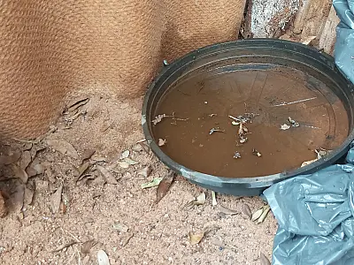 Casos de Chikungunya aumentam mais de 400% no Mato Grosso do Sul