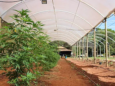 Lei estadual garante acesso a medicamentos à base de Cannabis sativa