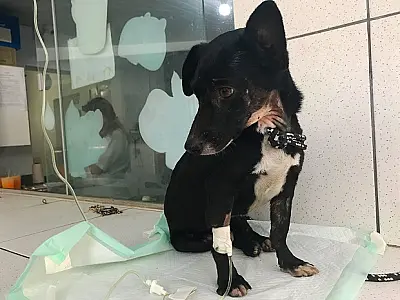 Denúncias de maus tratos a animais crescem mais de 500% em um ano