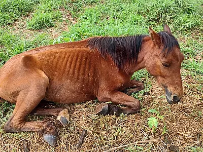 Multas por maus-tratos de animais em Mato Grosso do Sul chegaram a R$ 1,2 milhão em 2022