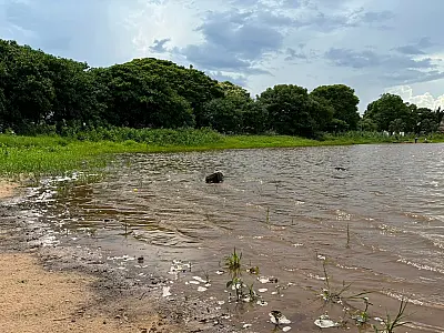 Governo de Mato Grosso do Sul decreta situação de emergência por estiagem severa