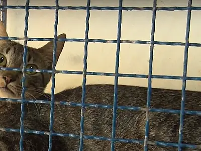 Centro de Controle de Zoonozes de Campo Grande implanta microchip em animais castrados