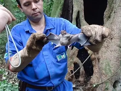 Campo Grande registrou cinco casos de morcegos infectados com raiva
