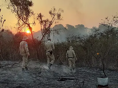 Queimadas no Pantanal sul-mato-grossense caíram 25,69% em comparação a 2020