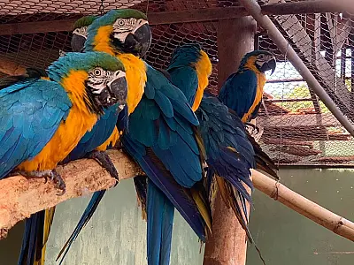 Campo Grande terá o primeiro hospital de animais silvestres do Brasil
