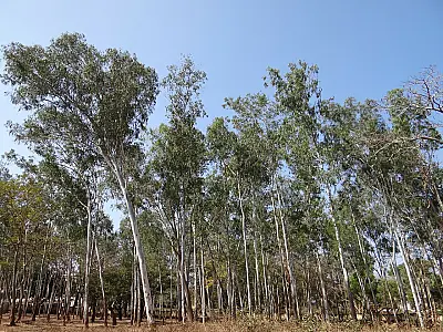 Áreas com florestas plantadas em Mato Grosso do Sul crescem 862% em 11 anos