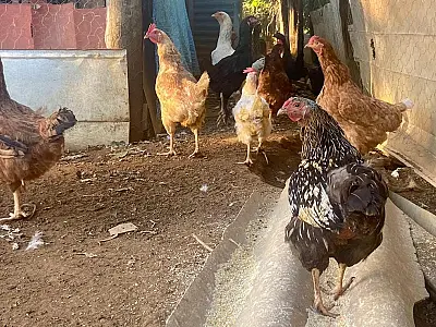 Gripe aviária na fronteira gera alerta em órgãos sanitários e produtores de Mato Grosso do Sul
