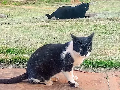 Campo Grande possui 2.815 animais vítimas de abandono ou maus tratos