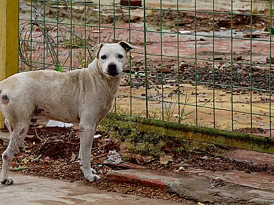 Cadastro para entidades de proteção animal normatiza participação de representantes de ONGs
