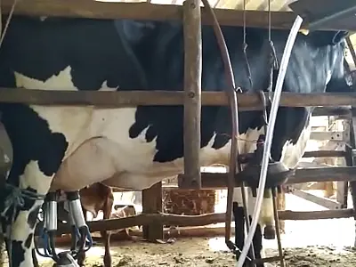 Valor do litro de leite cru pago ao produtor rural diminuiu em Mato Grosso do Sul