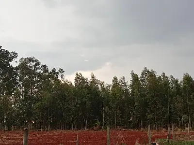 Mato Grosso do Sul é o maior produtor de celulose do Brasil em 2024