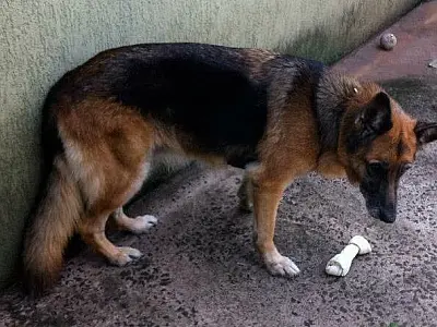 Combate à leishmaniose terá mudanças no Centro de Controle de Zoonoses