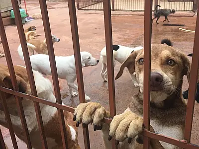 Vida animal, uma nova chance