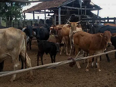 Campanha de aftosa pretente imunizar mais de 18 milhões de animais