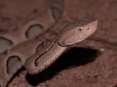 Campo Grande registra aumento no número de cobras em residências nos cinco primeiros meses de 2021