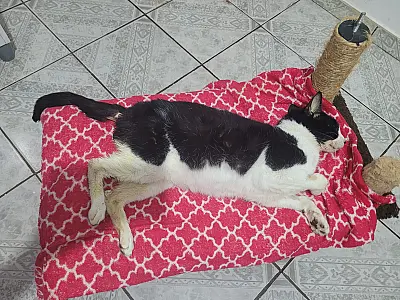 Ministério Público do Estado investiga obrigatoriedade de implantação de cemitério para animais