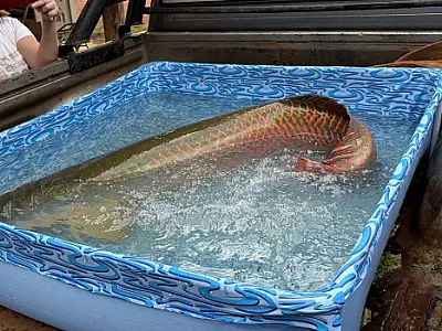 Ibama autoriza pesca e abate do Pirarucu nos rios de Mato Grosso do Sul