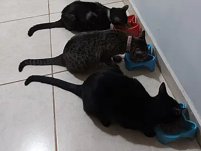 Subsecretaria do Bem-Estar Animal de Campo Grande realiza censo de animais domésticos
