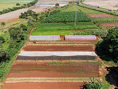 Cultivo do Veneno