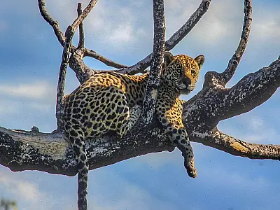 Pantanal é o bioma brasileiro com maior número de animais silvestres preservados