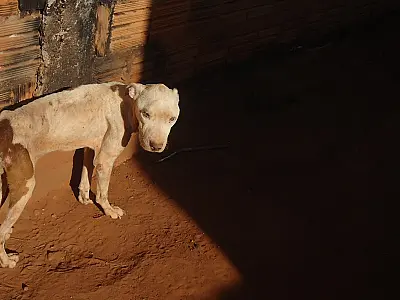 Mato Grosso do Sul tem aumento de 582% em autuações por maus-tratos a animais