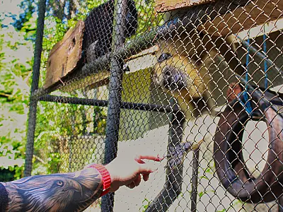 Animais silvestres vítimas de atropelamento recebem atendimento veterinário em Campo Grande