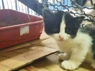 Divulgação dos cães e gatos que estão no CCZ para doação será ampliada