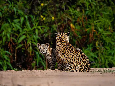 Uma fauna ameaçada