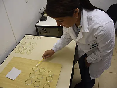 Projeto de pesquisa desenvolve técnica para controle do Aedes Aegypti