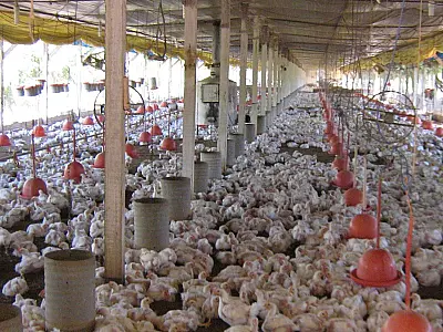 Embargo japonês para compra de carne de frango dos produtores de Mato Grosso do Sul é encerrado