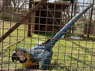 Fauna silvestre presa na mata urbana