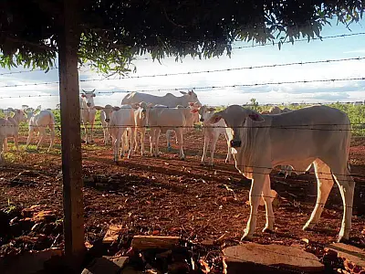Fronteira seca dificulta fiscalização para controle da Febre Aftosa