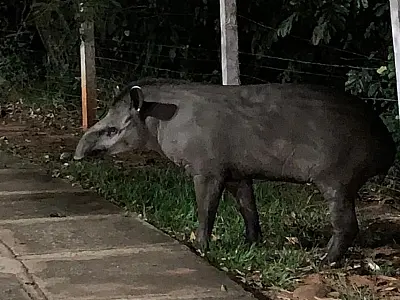 Pesquisa monitora presença de antas em Campo Grande