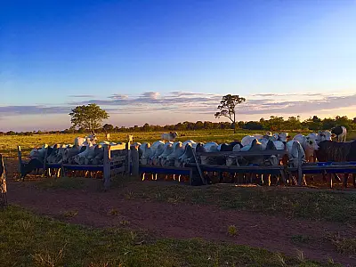 Mato Grosso do Sul é o segundo estado com maior número de abates de bovinos no Brasil