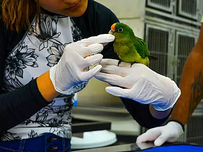 Hospital Veterinário Ayty amplia atendimento para animais silvestres em Campo Grande