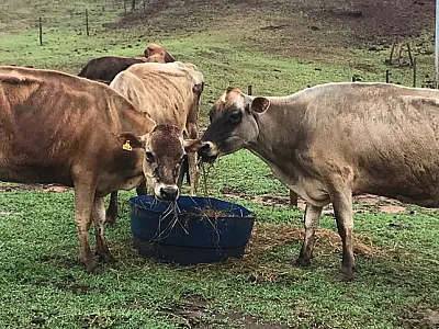 Mato Grosso do Sul registra aumento de 41% na produtividade da pecuária leiteira