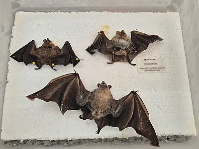 Centro de Controle de Zoonoses coletou dez morcegos com raiva em 2026