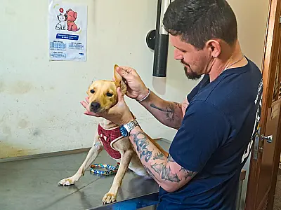 Caravana da castração atende 0,59% da população animal de Campo Grande
