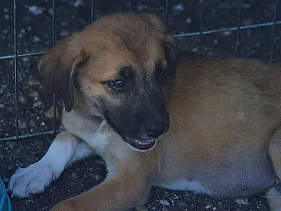 Campo Grande registra diminuição de casos de Leishmaniose canina em 2025
